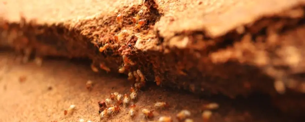 termites treatment and prevention